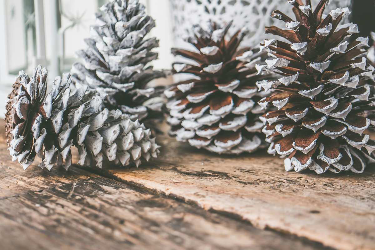 Snow dusted pine cones in a row.