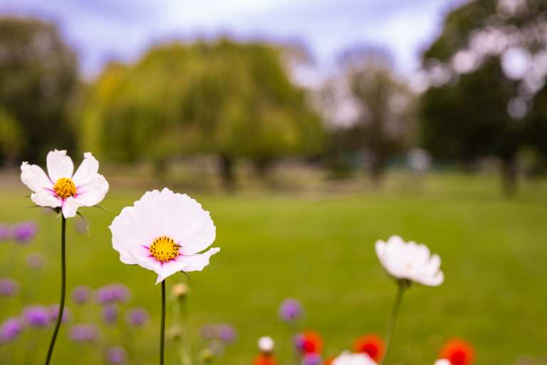 White flowers in focus with blurry background of trees in a park