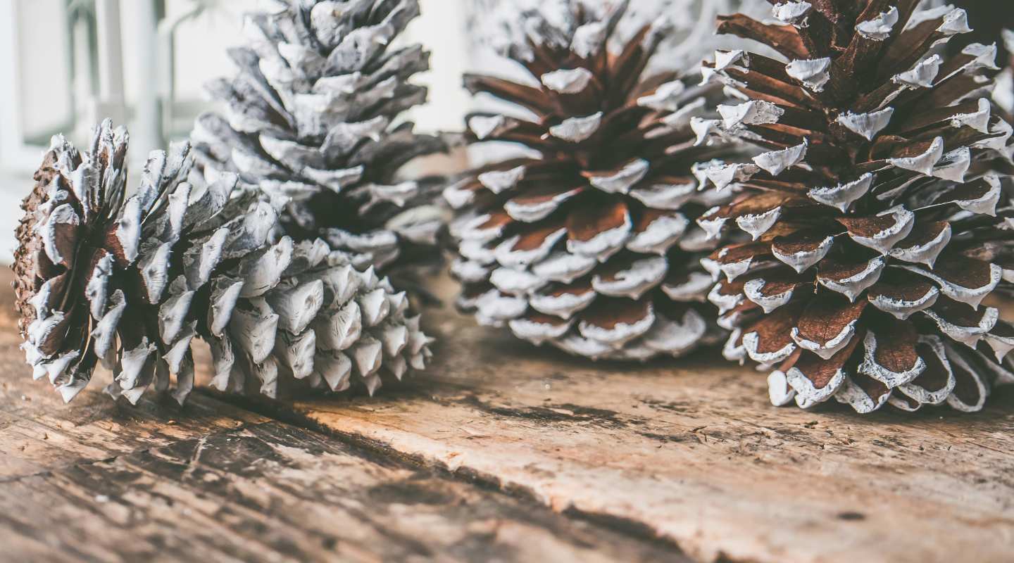 Snow dusted pine cones in a row.